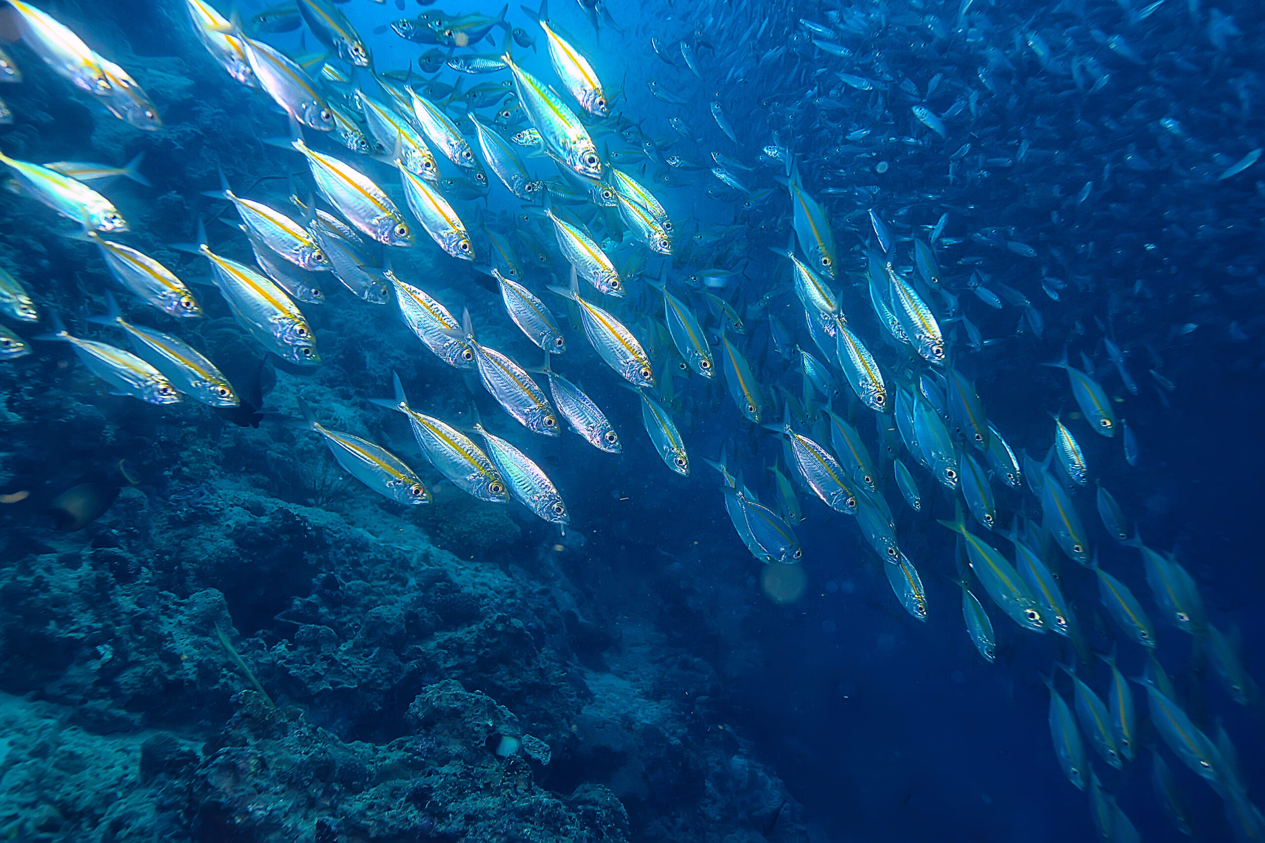 scad jamb under water / sea ecosystem, large school of fish on a blue background, abstract fish alive